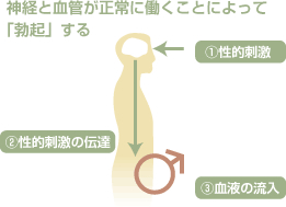 神経と血管が正常に働くことによって「勃起」する